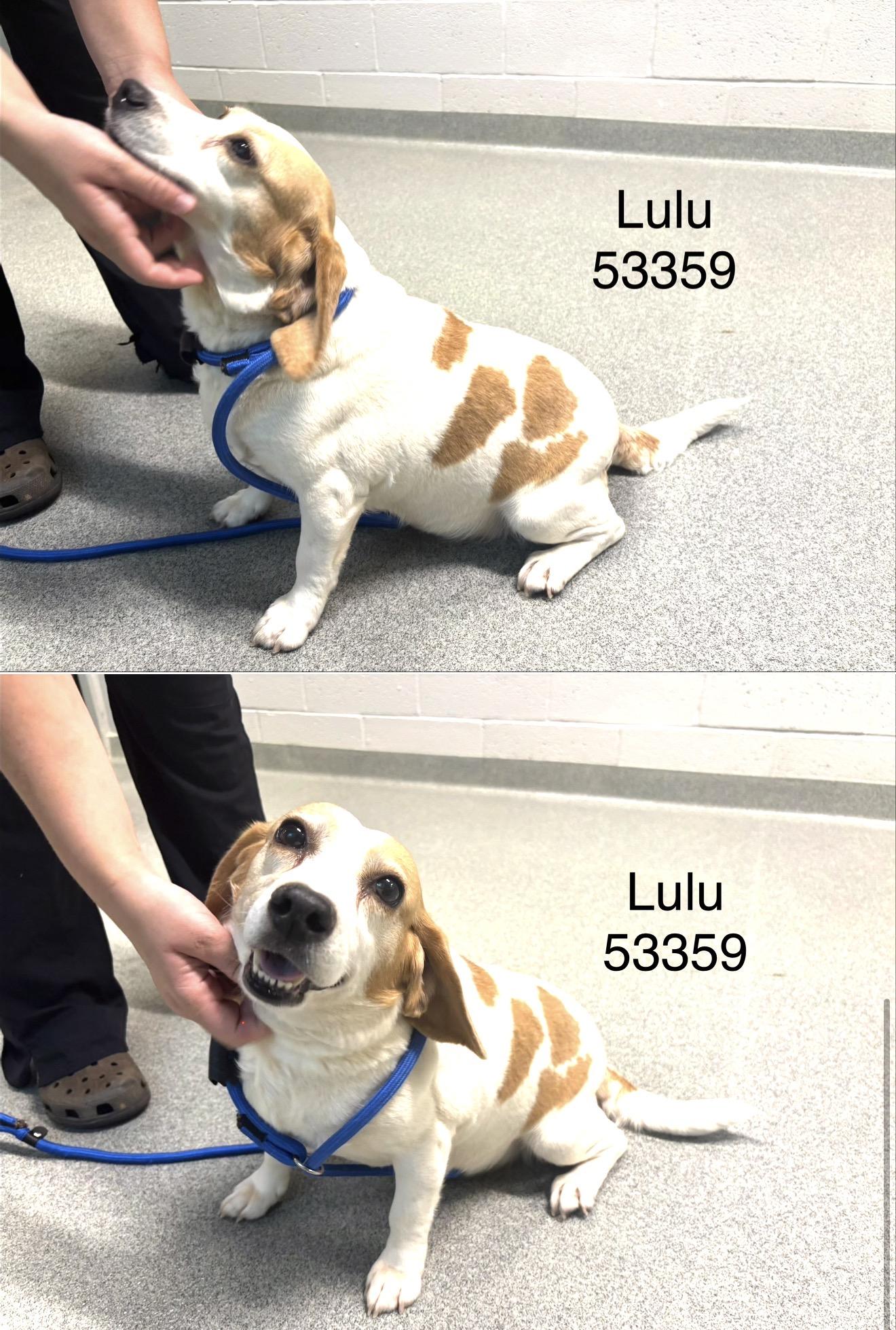 Lulu, a Adoptable Beagle in Hillsborough, NC image 2/2