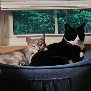 Chloe, a Adoptable mixed breed in Hyattsville, MD image 5/6