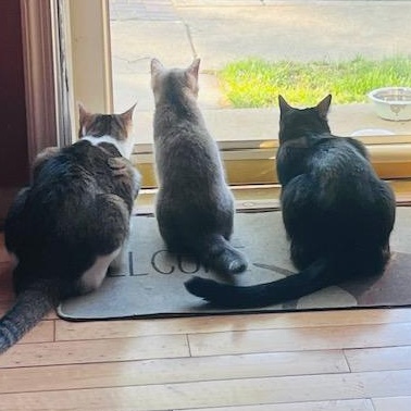 Chloe, a Adoptable mixed breed in Hyattsville, MD image 6/6