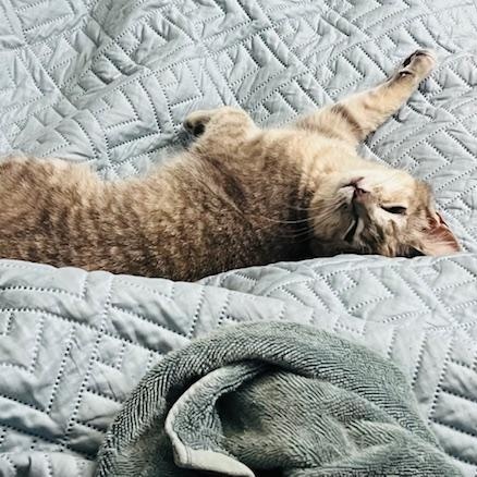 Chloe, a Adoptable mixed breed in Hyattsville, MD image 3/6