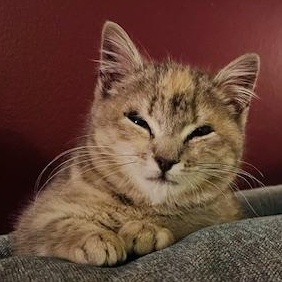 Chloe, a Adoptable mixed breed in Hyattsville, MD image 4/6