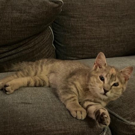 Chloe, a Adoptable mixed breed in Hyattsville, MD image 1/6