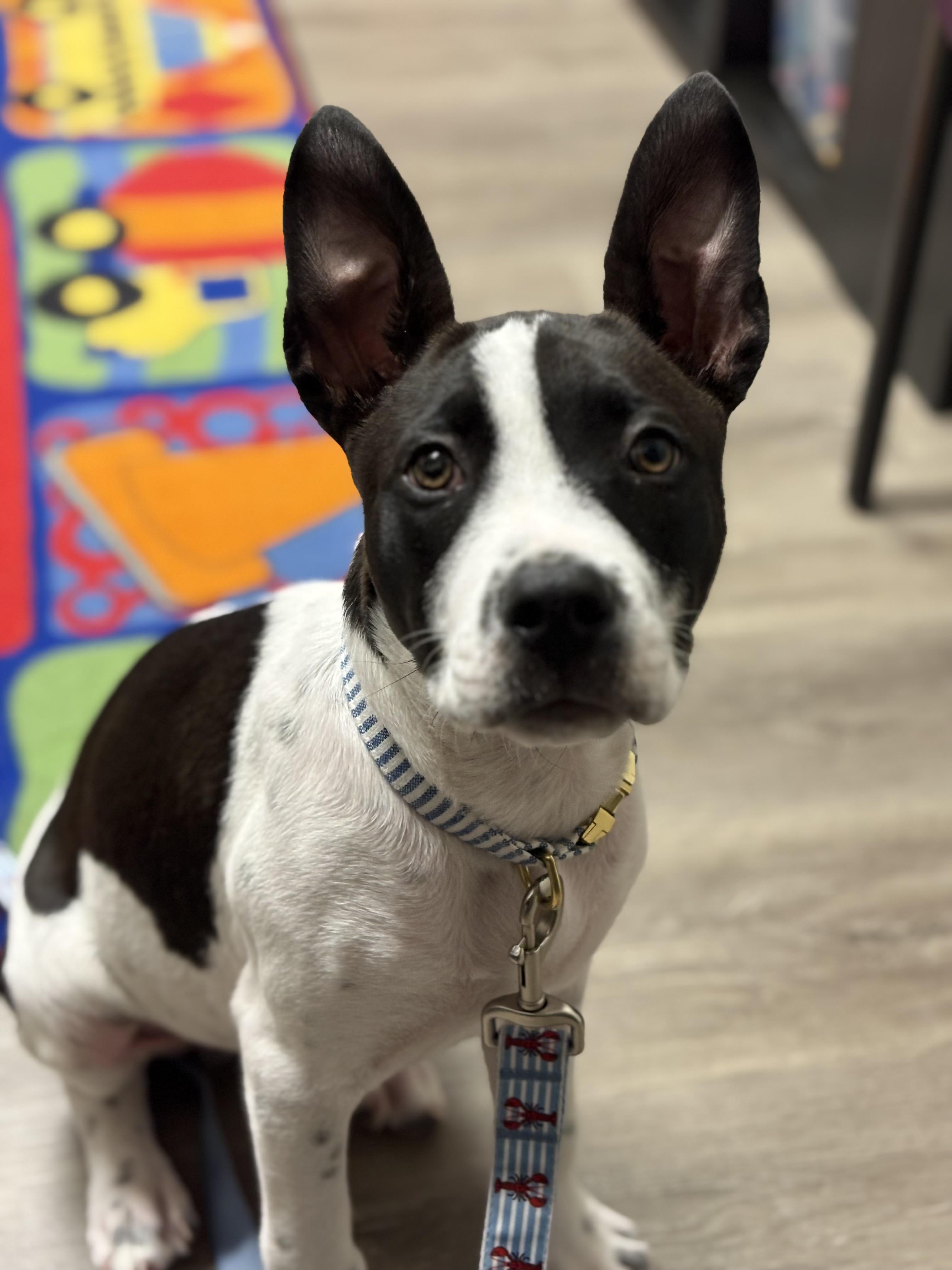 Enlarge Domino , an adopted mixed breed in Pittsburgh , PA image 3/6