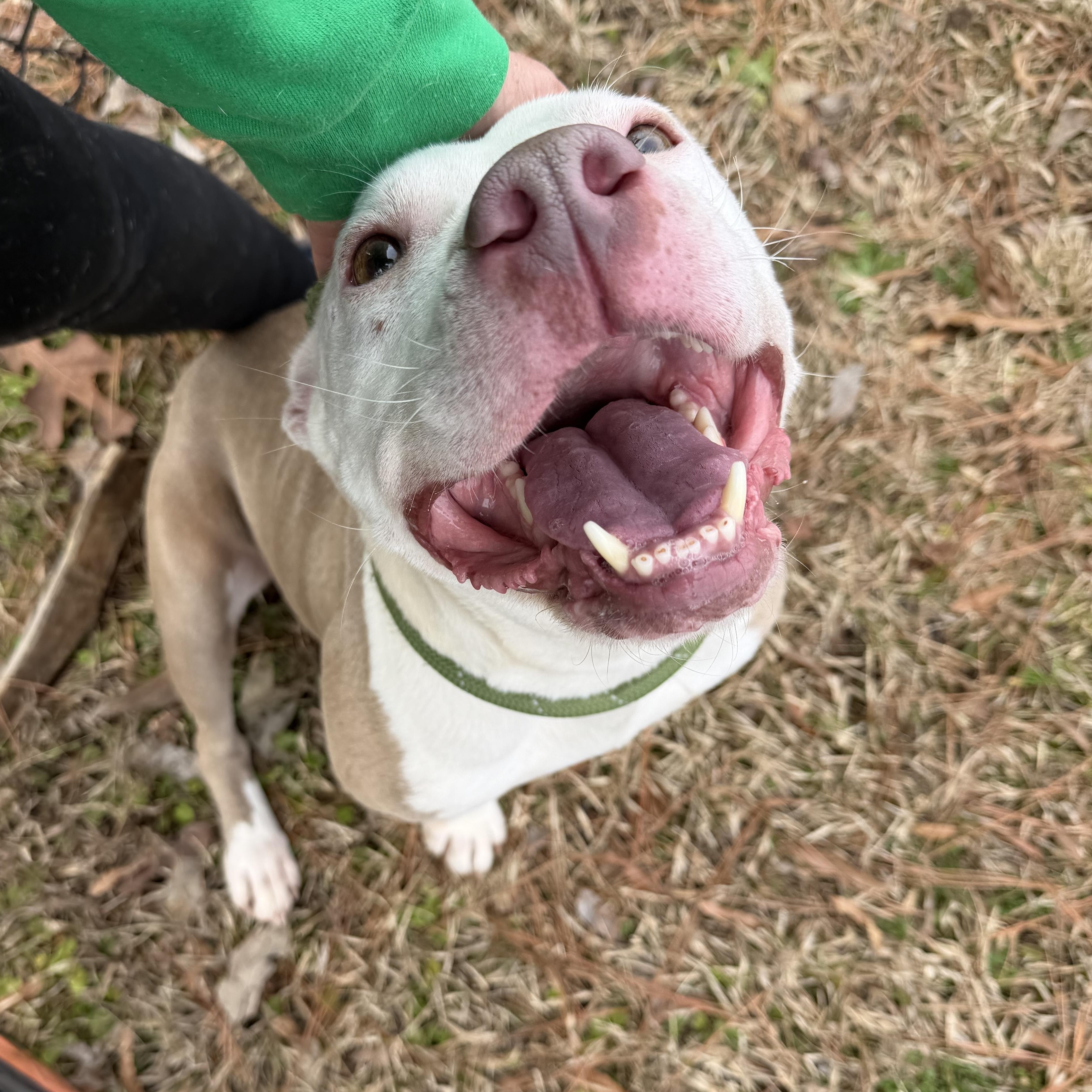 Hope, ADOPTABLE, Adult Female Terrier.