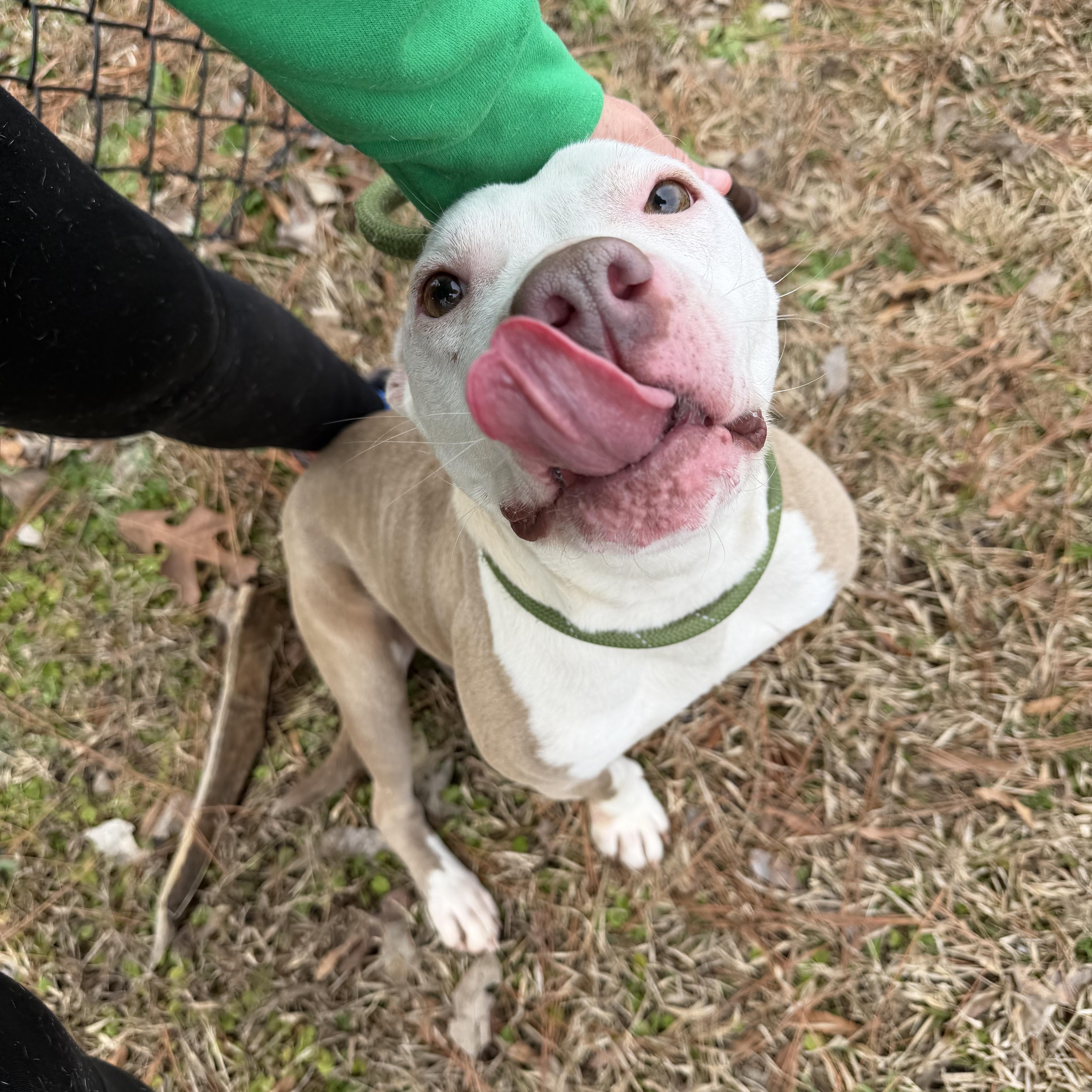 Enlarge Hope, a ADOPTABLE mixed breed in Lancaster, SC image 5/5