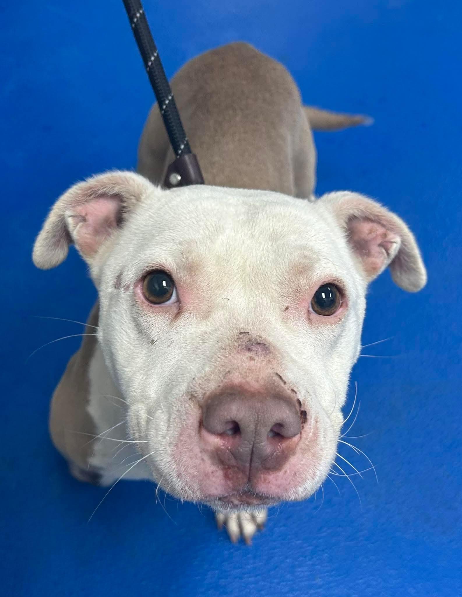 Enlarge Hope, a ADOPTABLE mixed breed in Lancaster, SC image 4/5