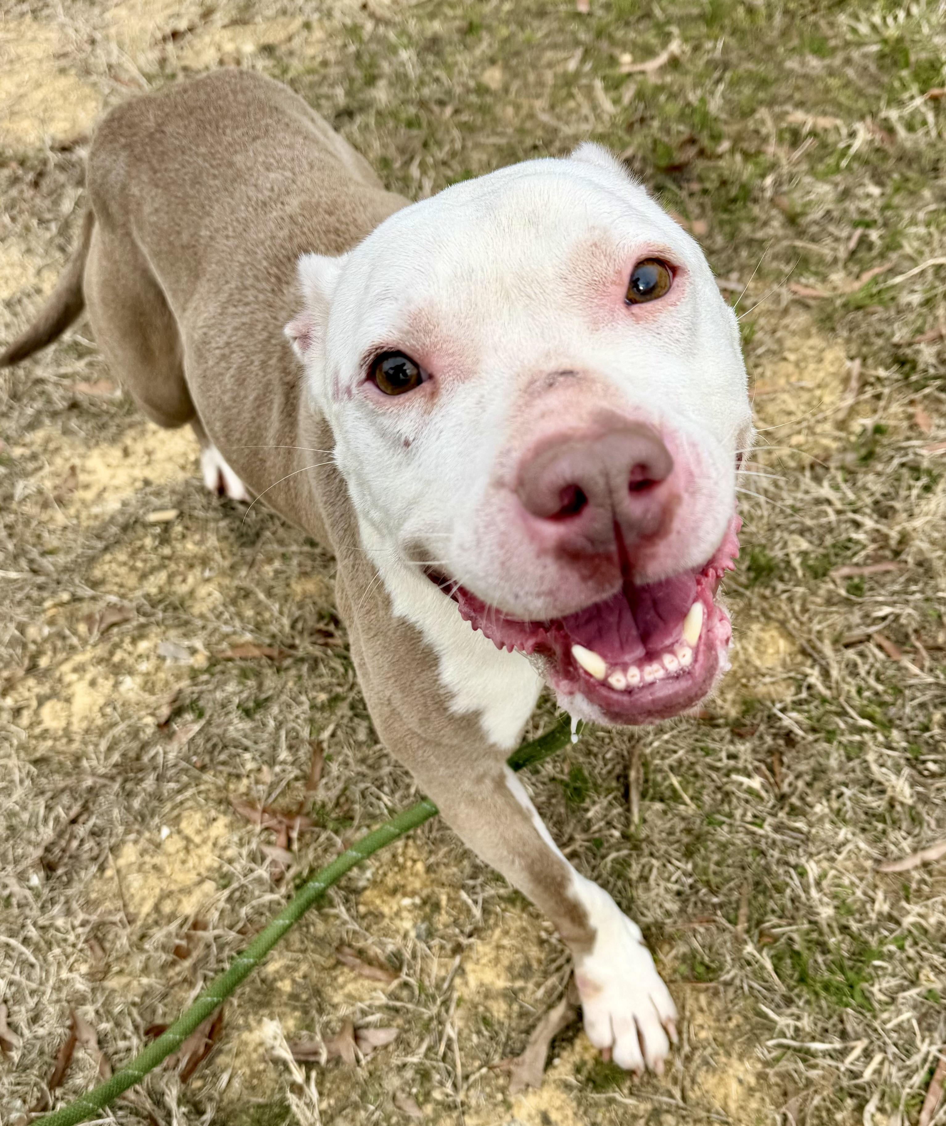 Enlarge Hope, a ADOPTABLE mixed breed in Lancaster, SC image 2/5