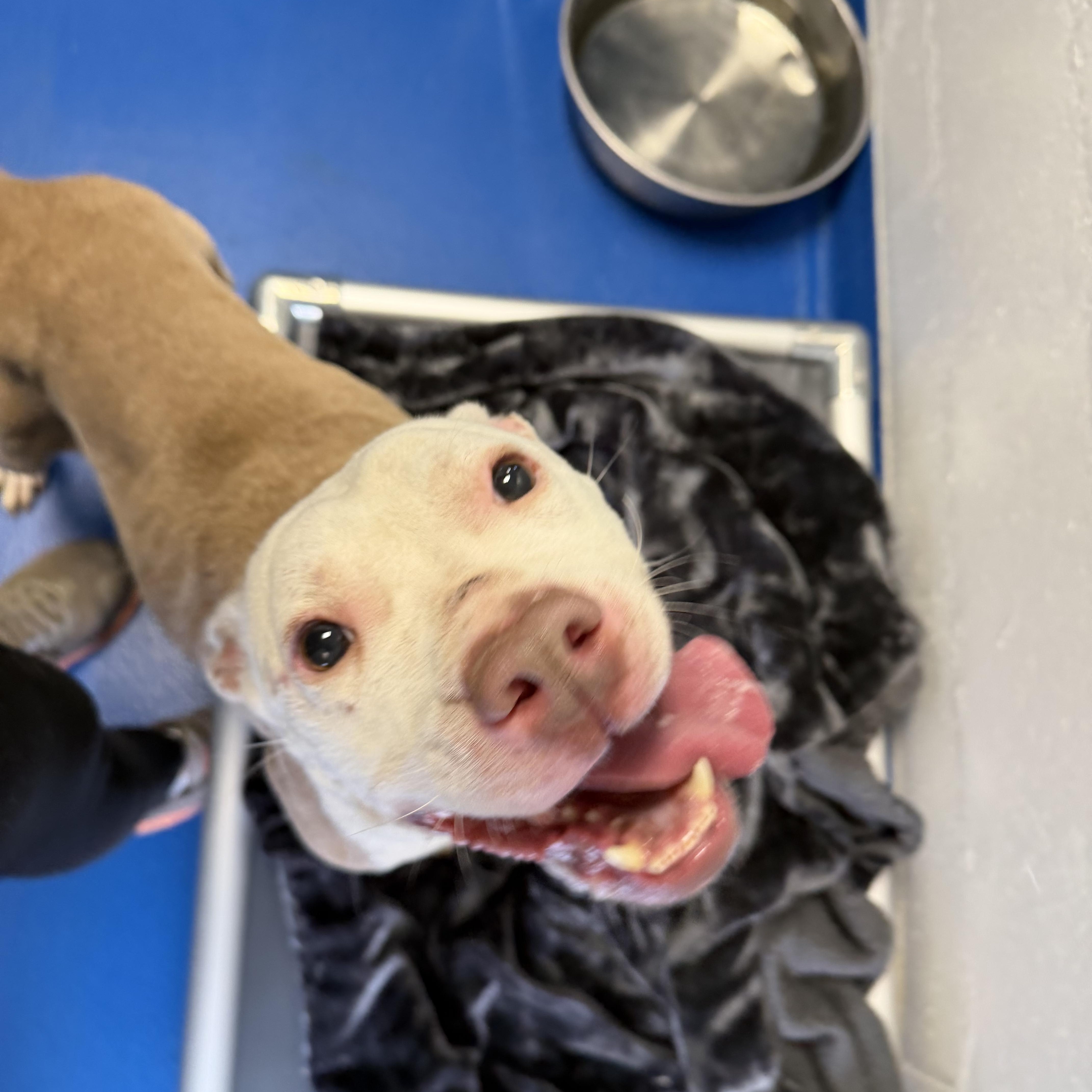 Enlarge Hope, a ADOPTABLE mixed breed in Lancaster, SC image 3/5