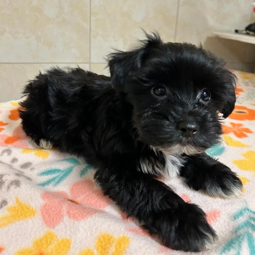 Enlarge Guinness, a Adoptable Yorkshire Terrier in Bartonsville, PA image 4/4