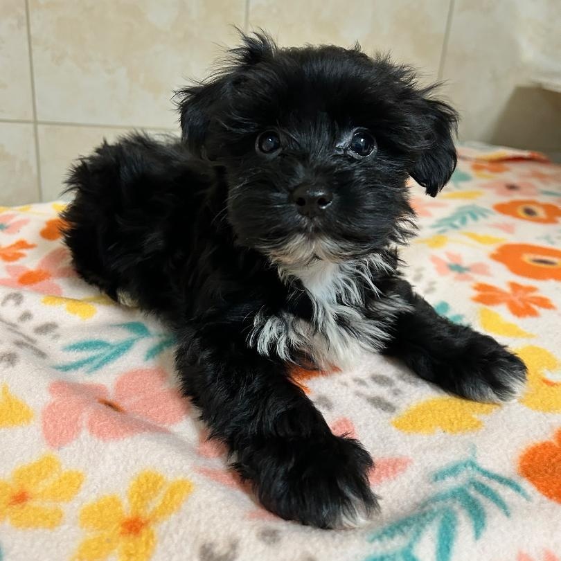 Enlarge Guinness, a Adoptable Yorkshire Terrier in Bartonsville, PA image 2/4