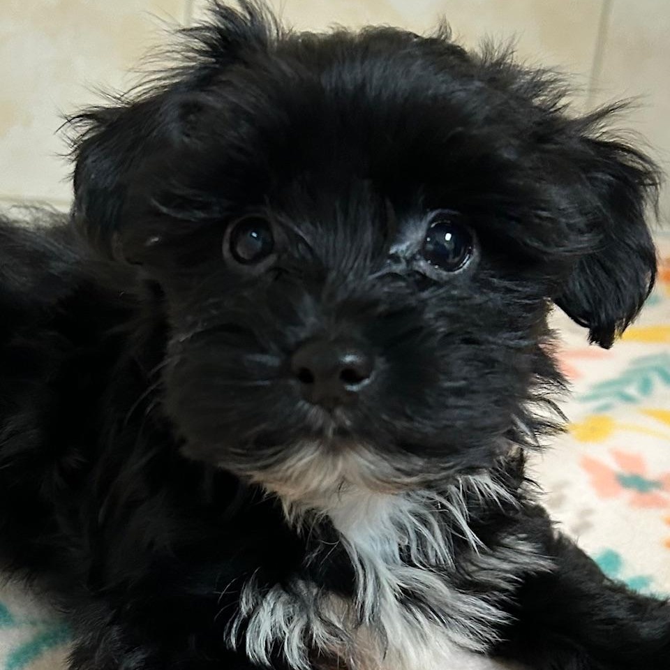 Enlarge Guinness, a Adoptable Yorkshire Terrier in Bartonsville, PA image 1/4