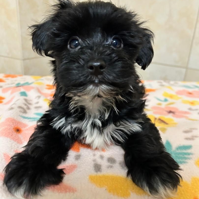 Enlarge Guinness, a Adoptable Yorkshire Terrier in Bartonsville, PA image 3/4