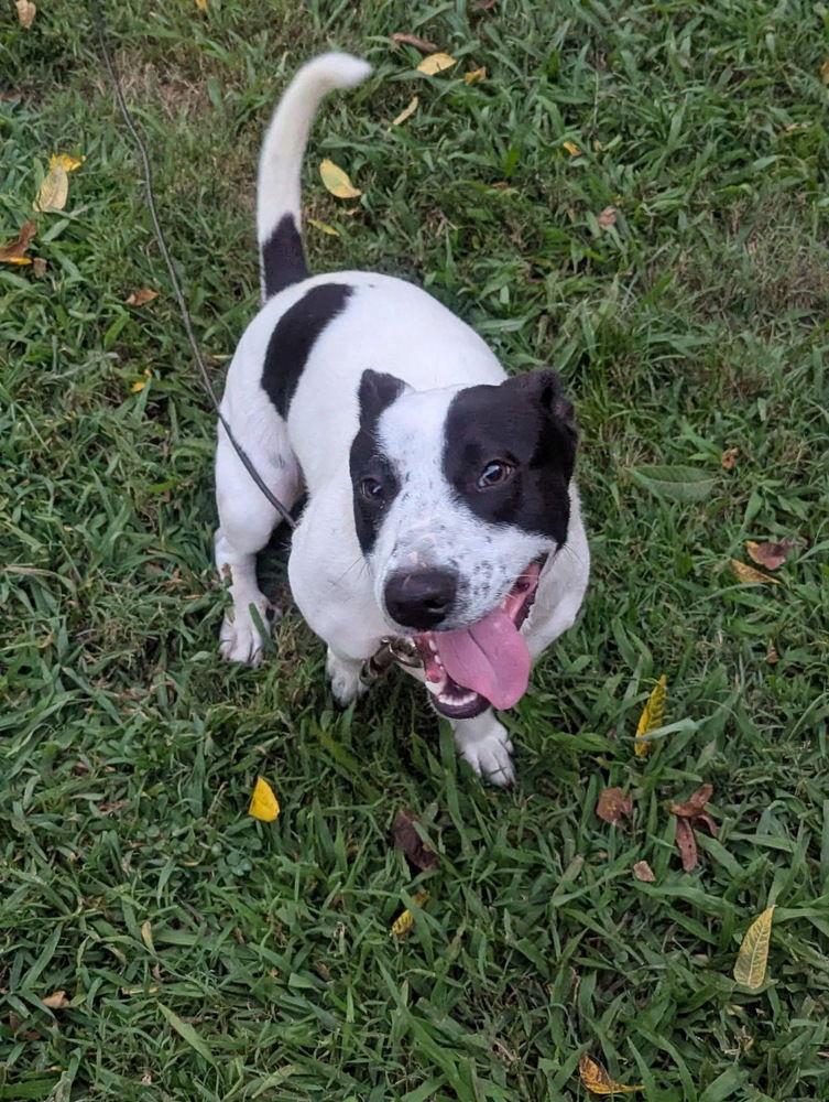 Enlarge Pearl +. ~ CP, a Adoptable Terrier in Columbia, TN image 1/3