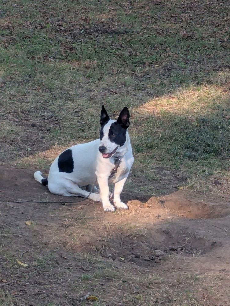 Enlarge Pearl +. ~ CP, a Adoptable Terrier in Columbia, TN image 2/3