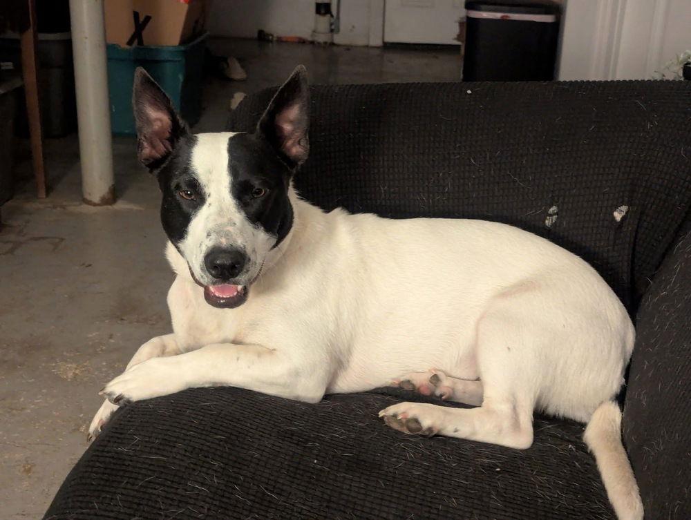 Enlarge Pearl +. ~ CP, a Adoptable Terrier in Columbia, TN image 3/3