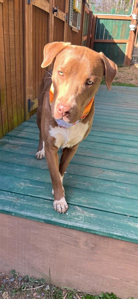 Enlarge Milk dud, a Adoptable mixed breed in Fond Du Lac, WI image 1/5