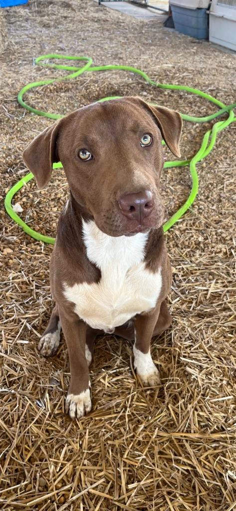 Enlarge Milk dud, a Adoptable mixed breed in Fond Du Lac, WI image 2/5