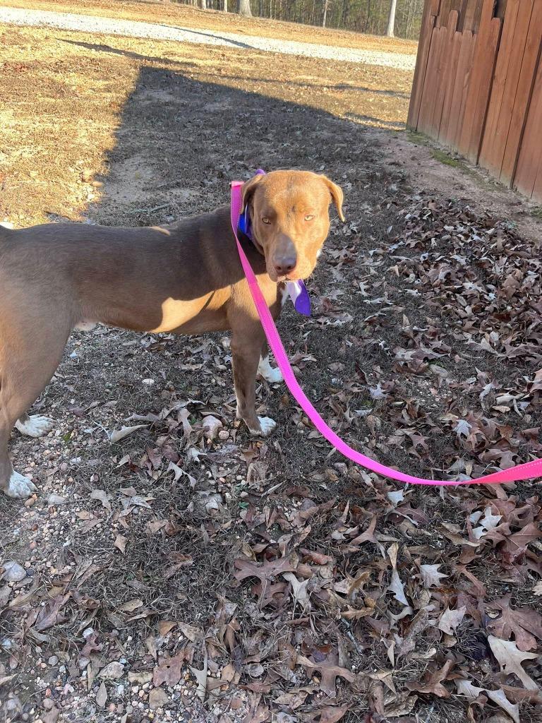 Milk dud, Adoptable, Young Male Mixed Breed.