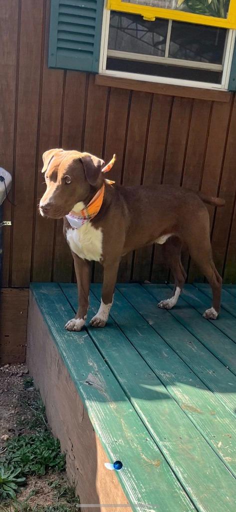 Enlarge Milk dud, a Adoptable mixed breed in Fond Du Lac, WI image 3/5