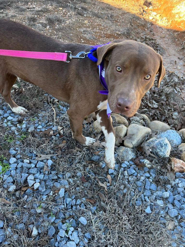 Enlarge Milk dud, a Adoptable mixed breed in Fond Du Lac, WI image 2/6