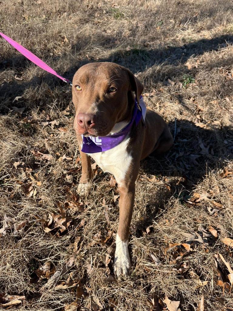 Enlarge Milk dud, a Adoptable mixed breed in Fond Du Lac, WI image 3/6