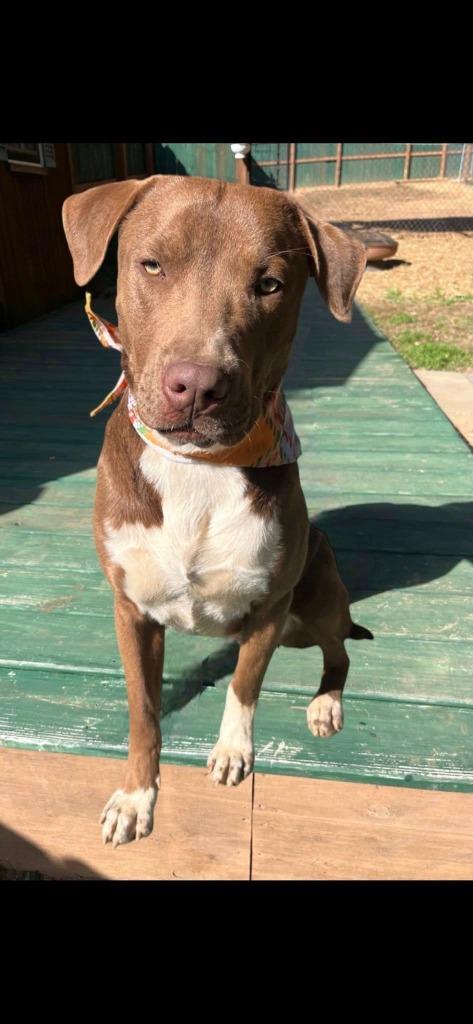 Enlarge Milk dud, a Adoptable mixed breed in Fond Du Lac, WI image 5/5