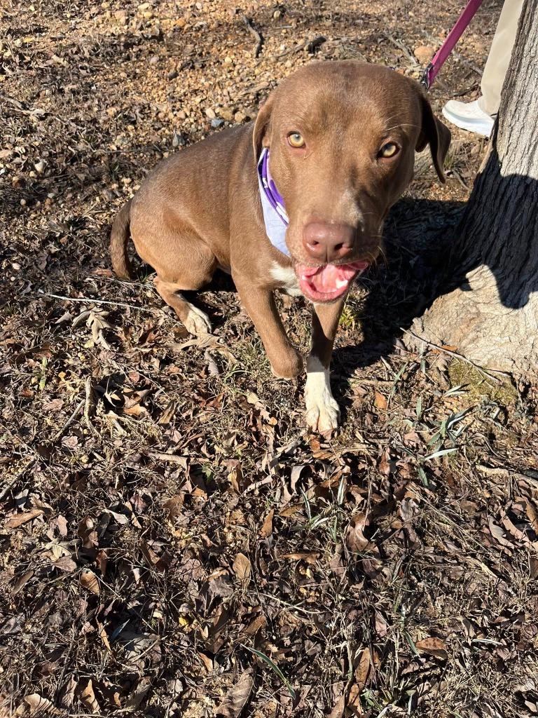 Enlarge Milk dud, a Adoptable mixed breed in Fond Du Lac, WI image 5/6