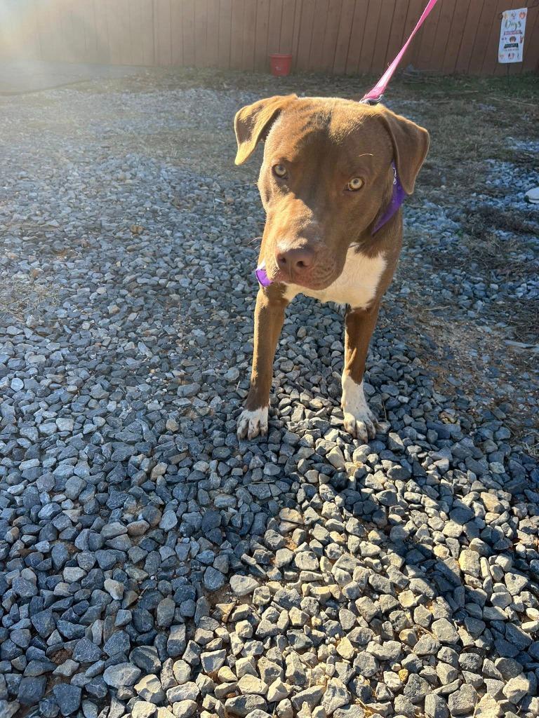 Enlarge Milk dud, a Adoptable mixed breed in Fond Du Lac, WI image 6/6