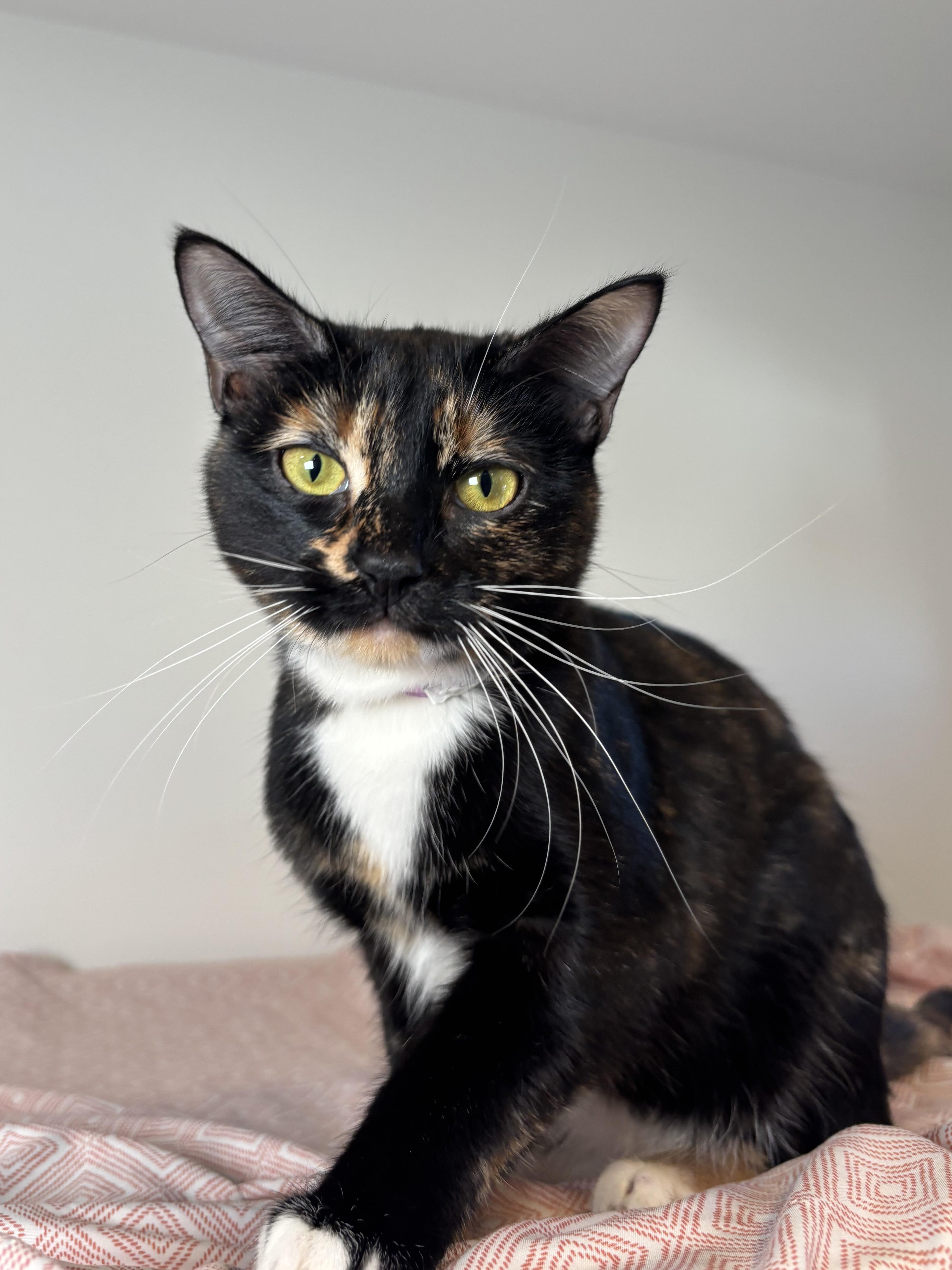 Enlarge Linda, a Adoptable Domestic Short Hair in Chicago, IL image 5/5