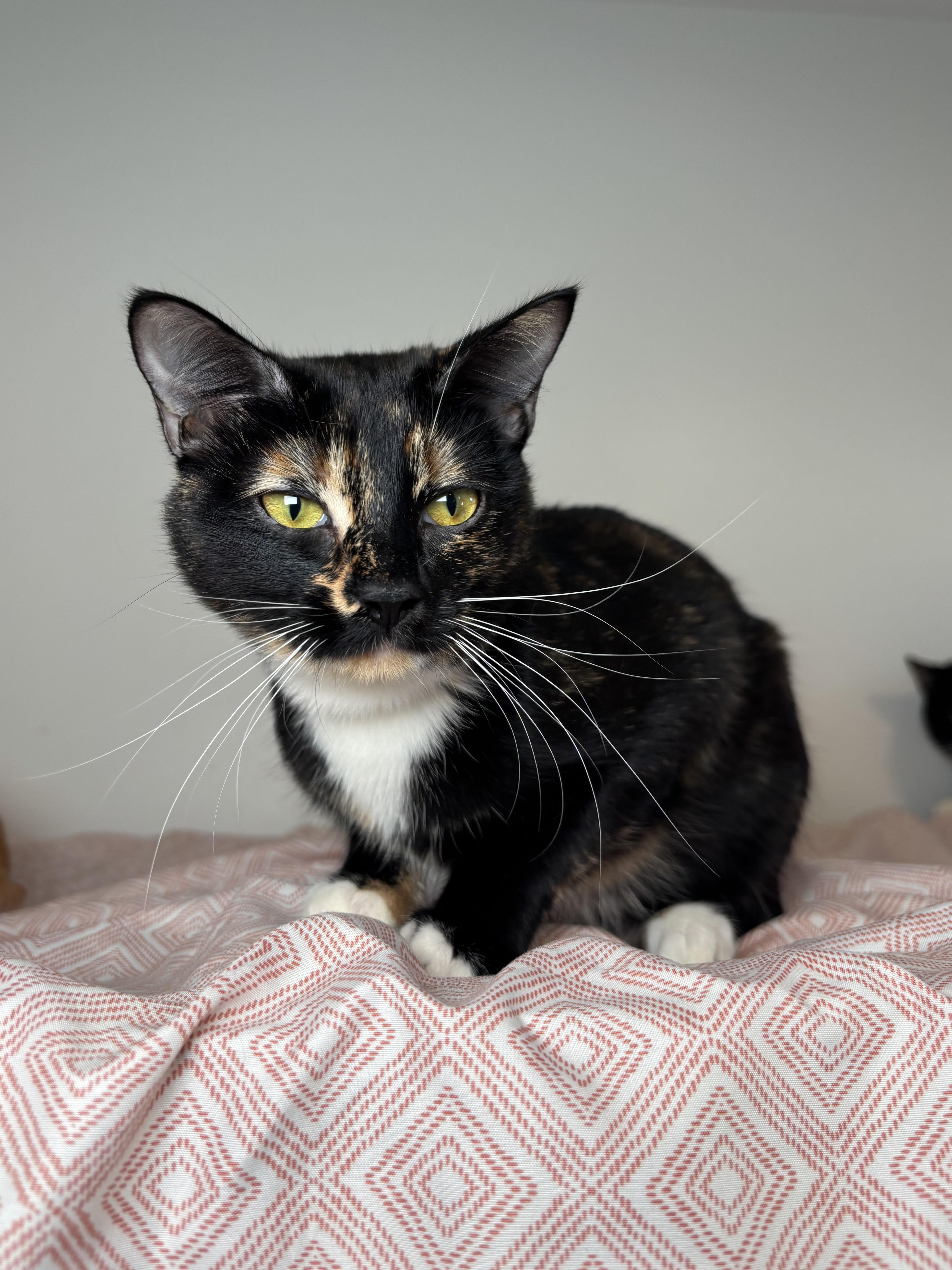 Enlarge Linda, a Adoptable Domestic Short Hair in Chicago, IL image 1/5