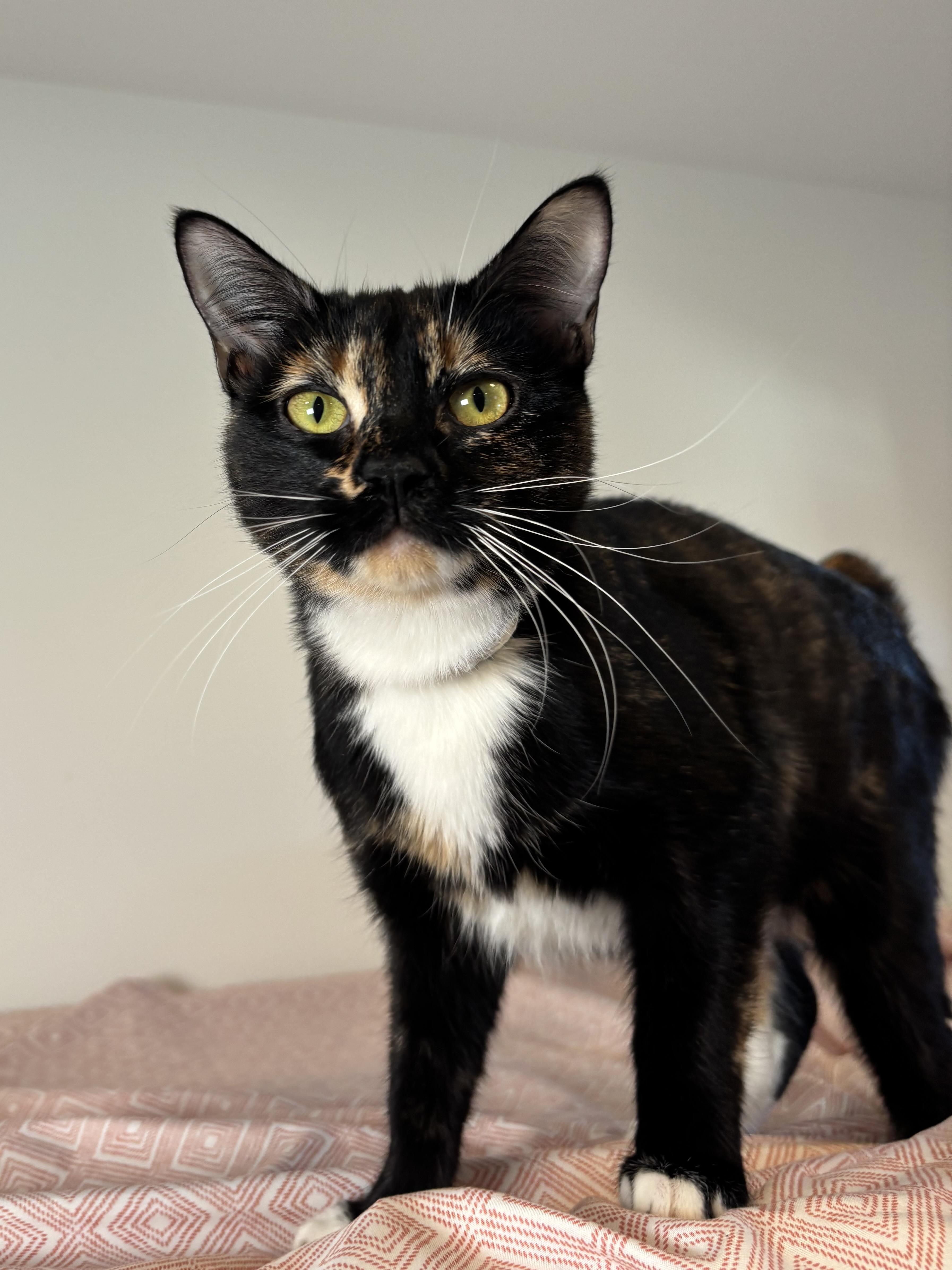 Enlarge Linda, a Adoptable Domestic Short Hair in Chicago, IL image 4/5