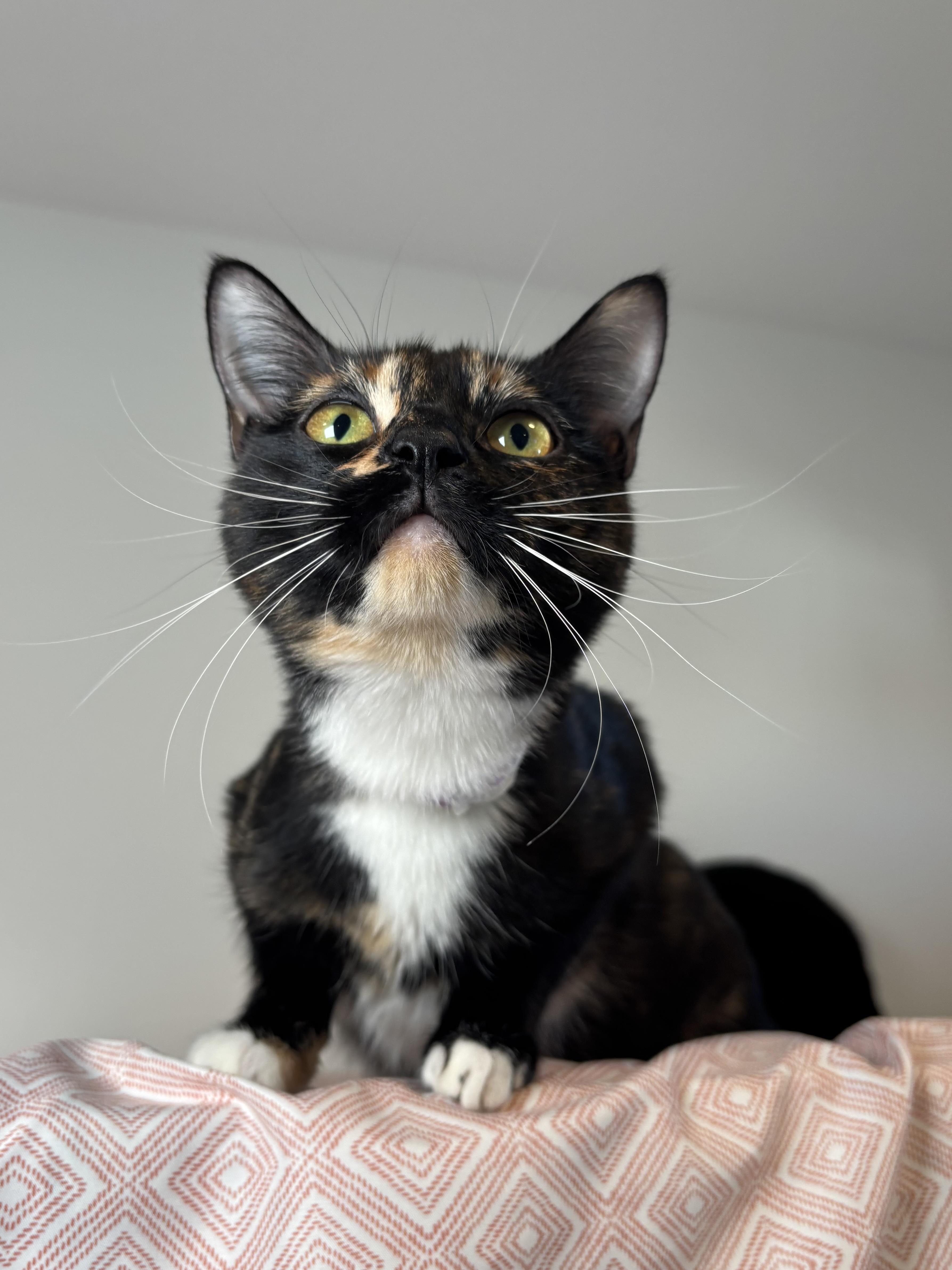 Enlarge Linda, a Adoptable Domestic Short Hair in Chicago, IL image 2/5
