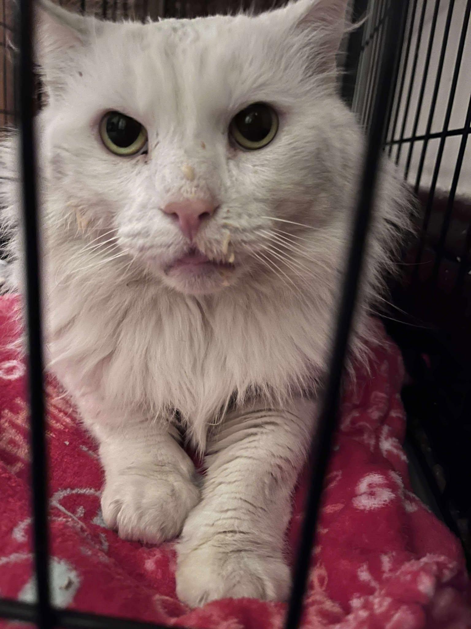 Winter, a ADOPTABLE Domestic Short Hair in Roslindale, MA image 3/4
