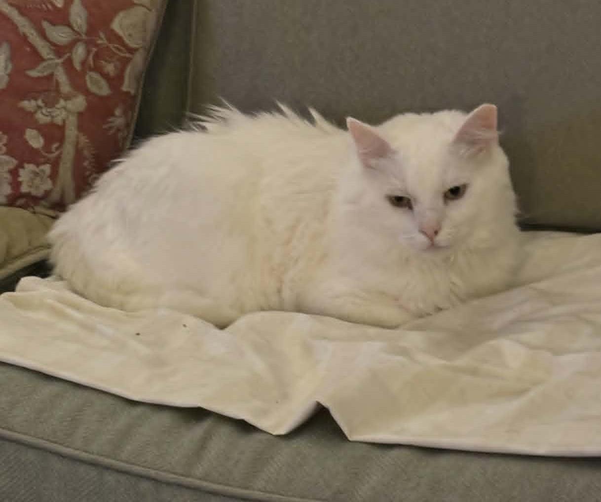 Winter, a ADOPTABLE Domestic Short Hair in Roslindale, MA image 2/4