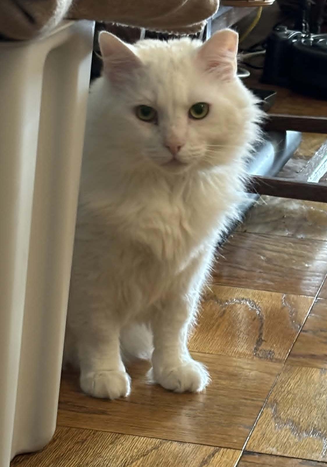 Winter, ADOPTABLE, Adult Male Domestic Short Hair.