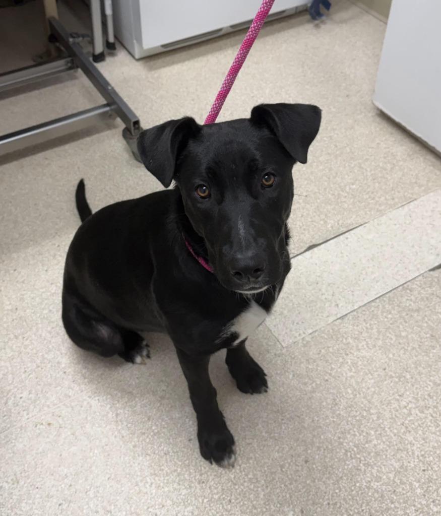 Enlarge Maple, a Adoptable Labrador Retriever in Grants Pass, OR image 1/1