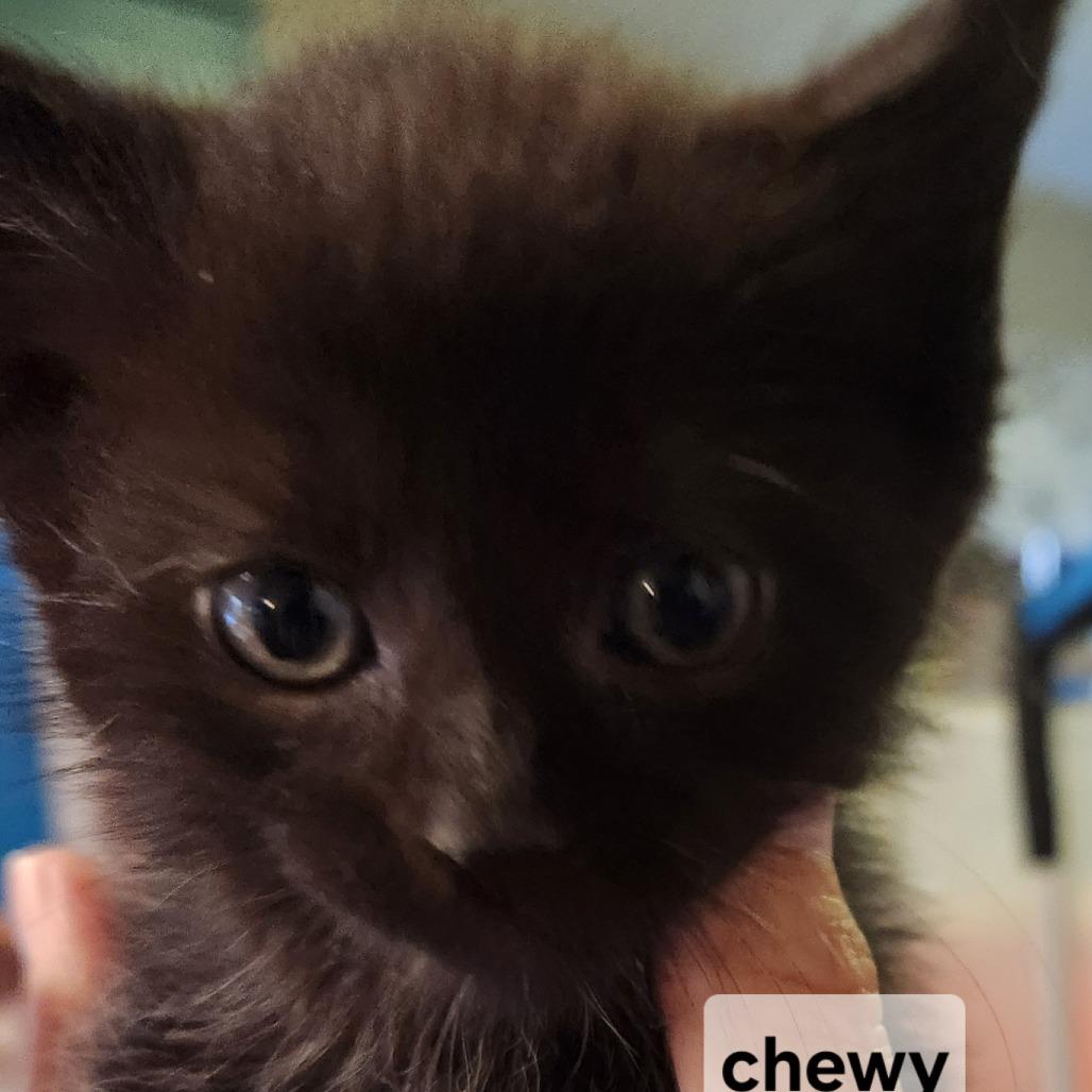 F-Chewy, a Adoptable Domestic Medium Hair in Arizona City, AZ image 1/2