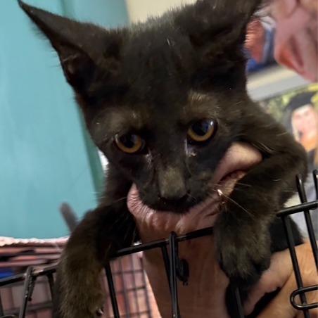 F-Chewy, a Adoptable Domestic Medium Hair in Arizona City, AZ image 2/2