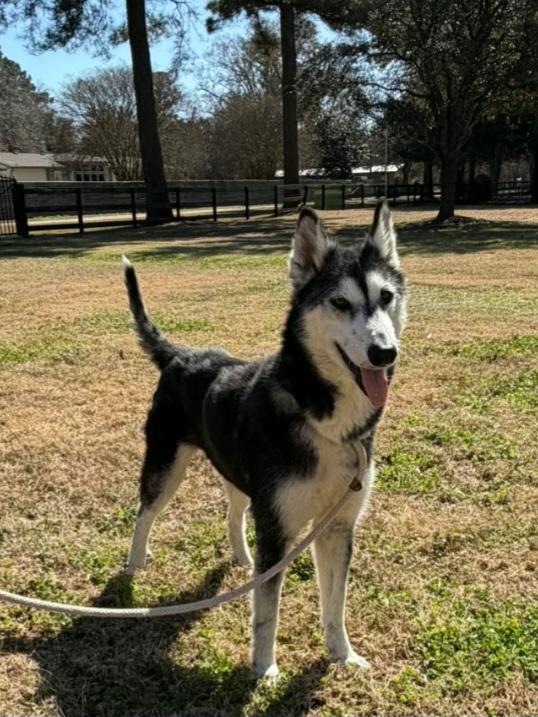 Enlarge Sienna, an adoptable mixed breed in Georgetown, TX image 2/3