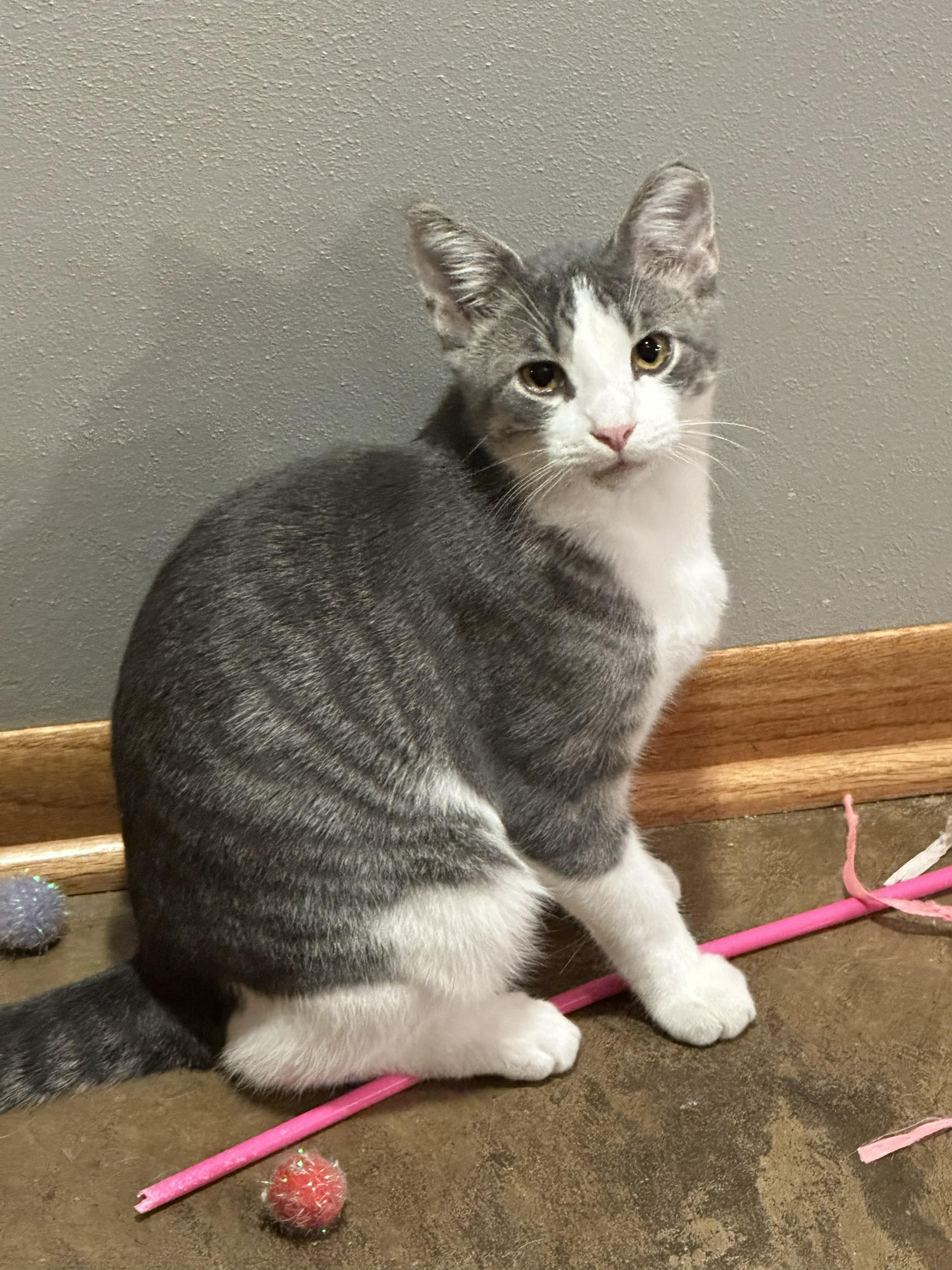 Ollie, Adoptable, Kitten Male Domestic Short Hair.