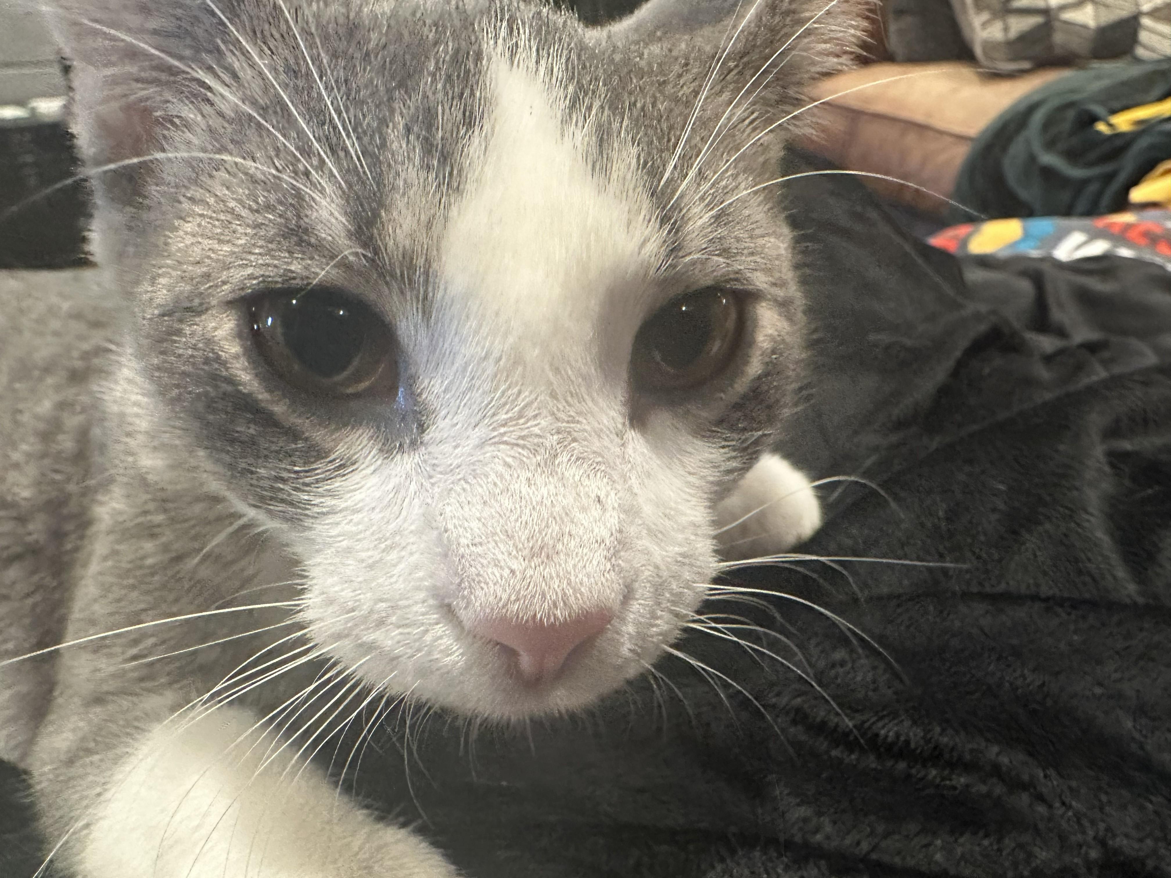 Enlarge Ollie, a Adoptable Domestic Short Hair in Sauk City, WI image 3/3