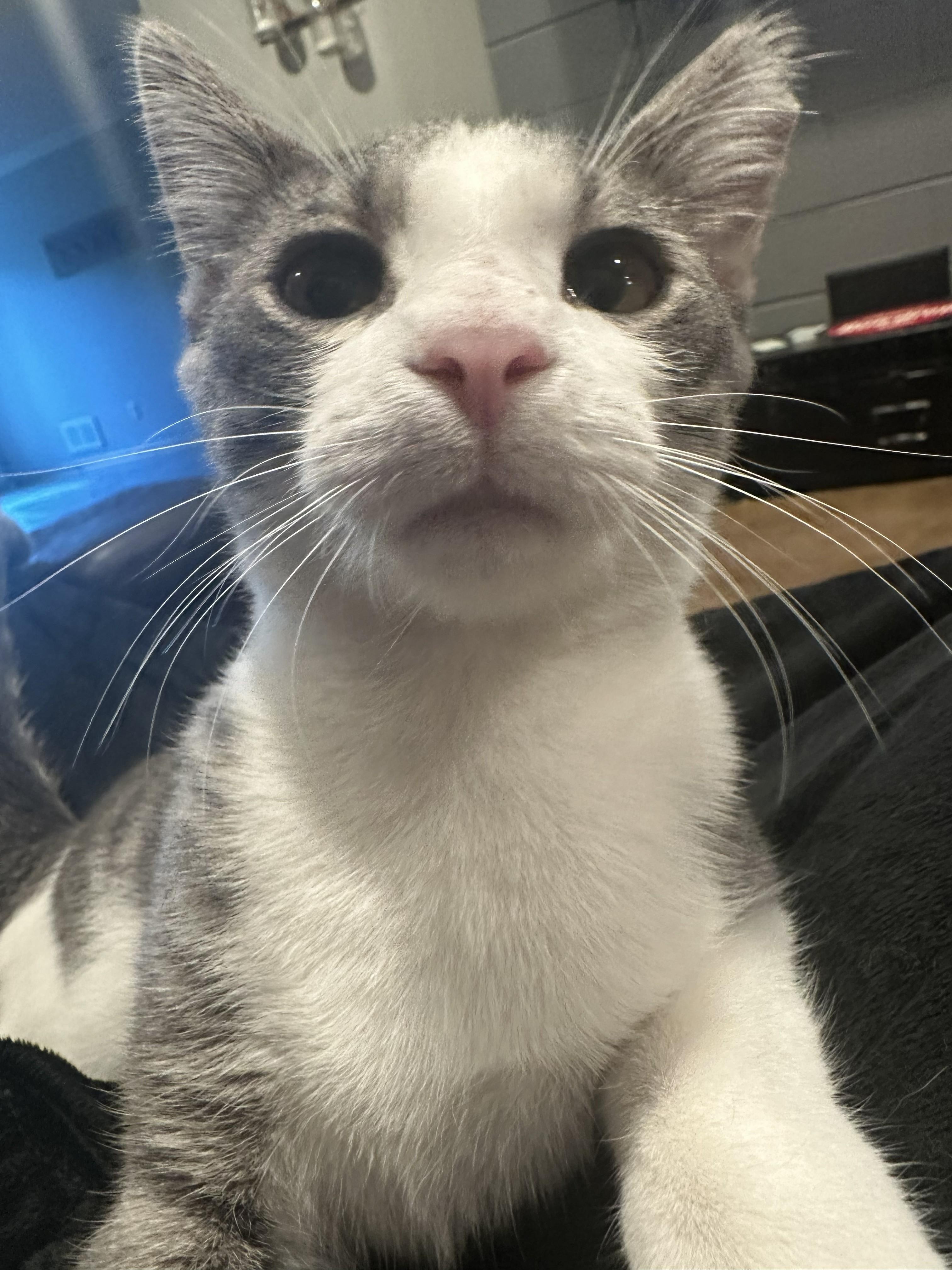 Enlarge Ollie, a Adoptable Domestic Short Hair in Sauk City, WI image 2/3