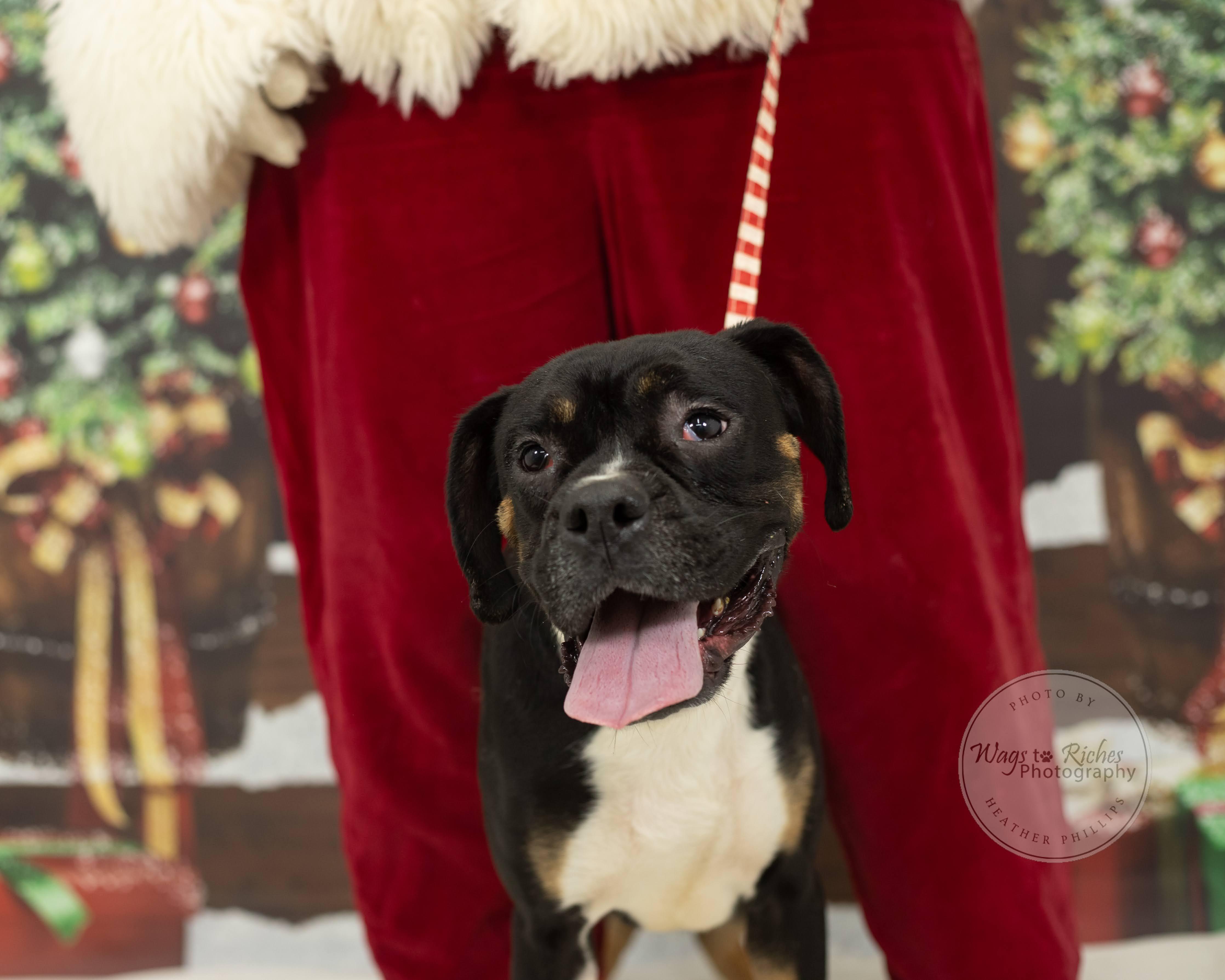 Enlarge Prince, a Adoptable mixed breed in Jacksonville, AL image 1/6