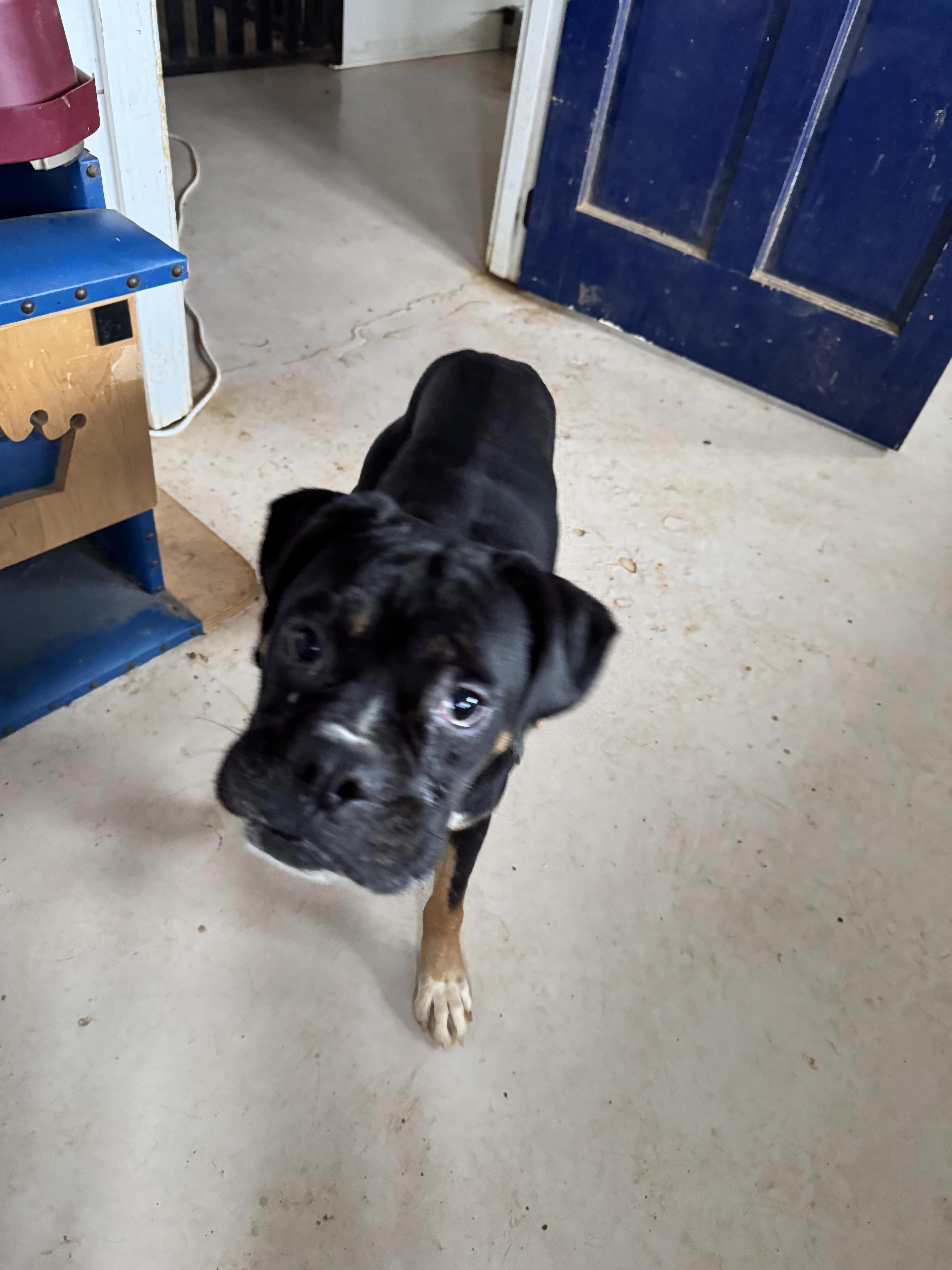 Enlarge Prince, a Adoptable mixed breed in Jacksonville, AL image 2/6