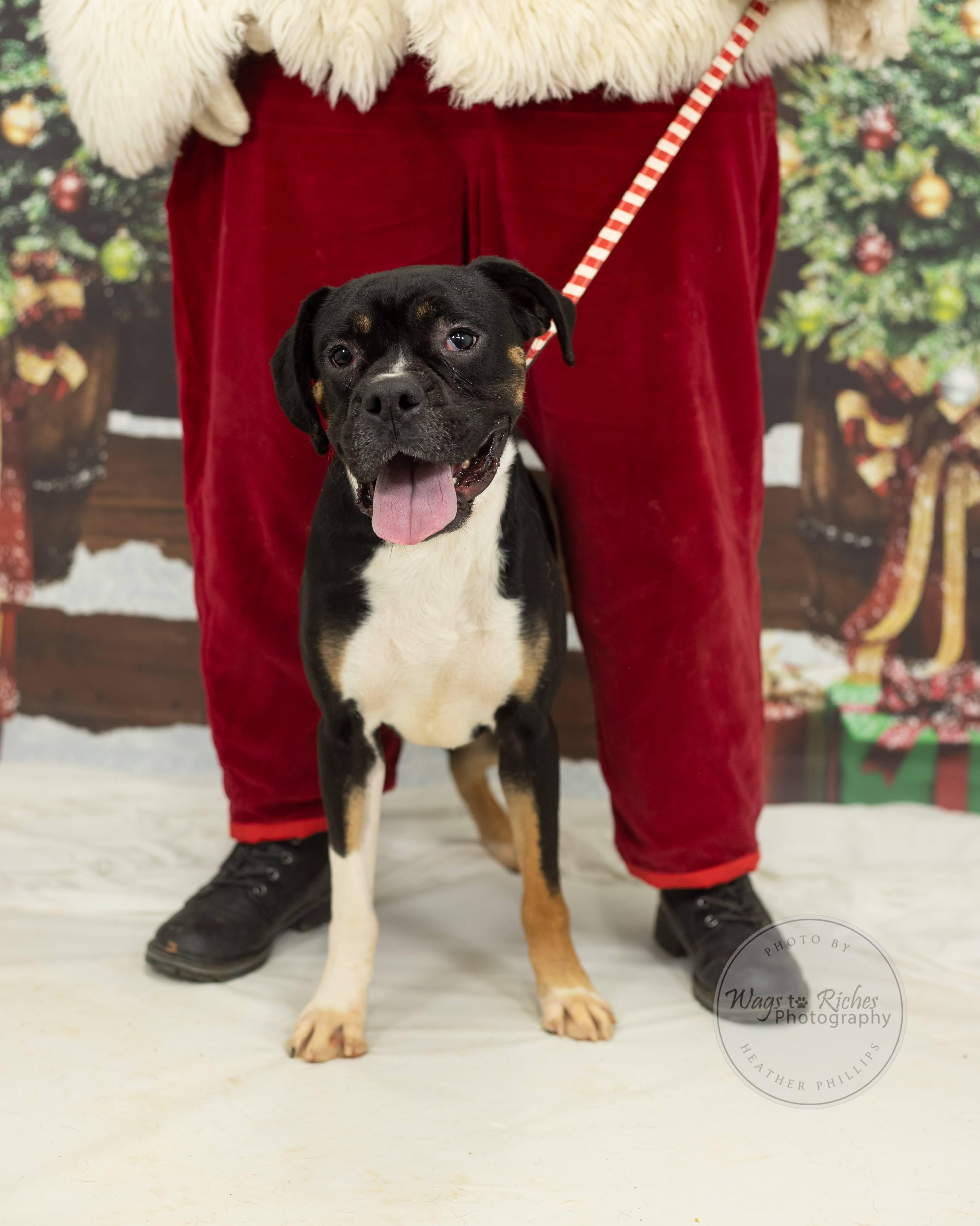 Enlarge Prince, a Adoptable mixed breed in Jacksonville, AL image 3/6