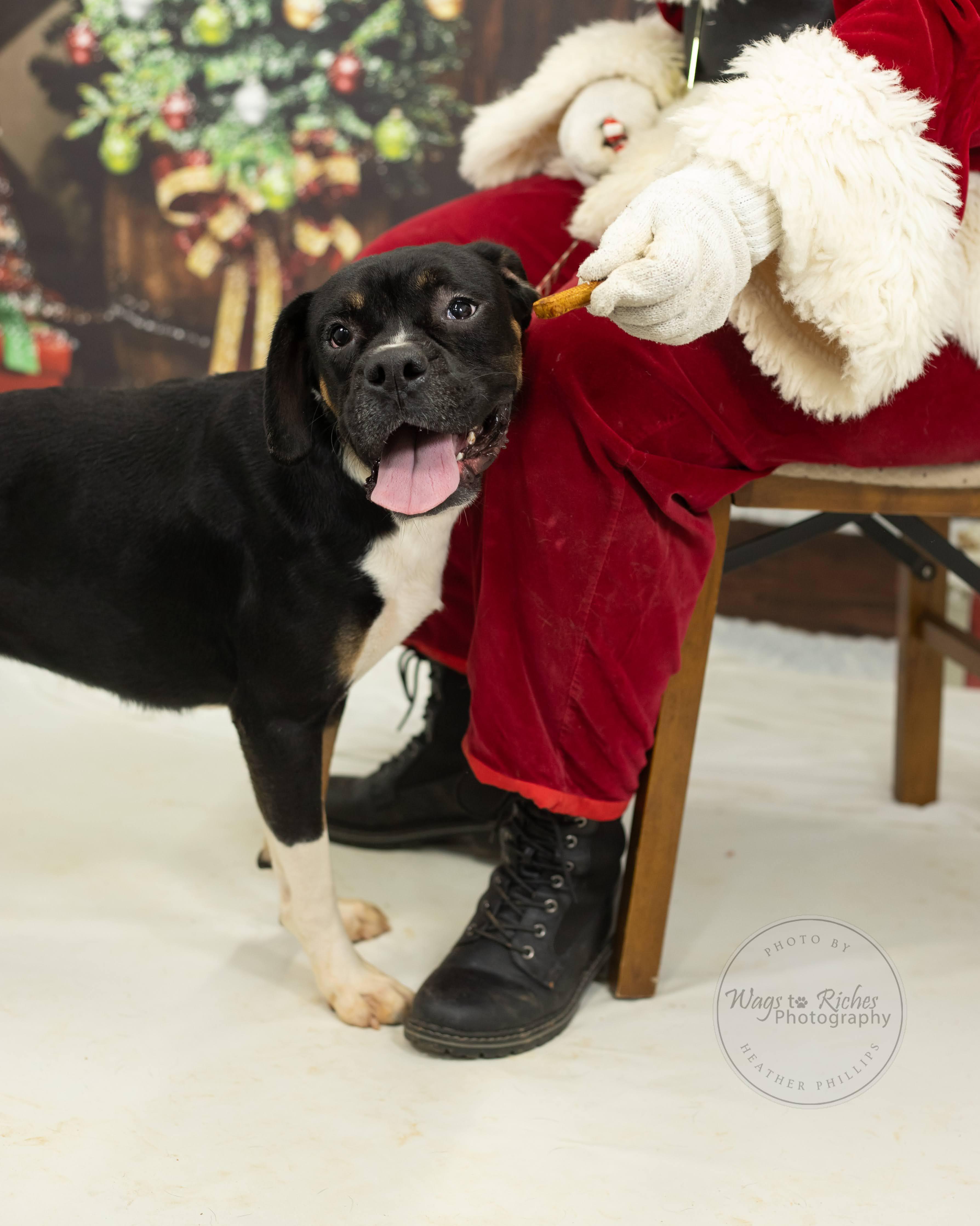 Enlarge Prince, a Adoptable mixed breed in Jacksonville, AL image 4/6