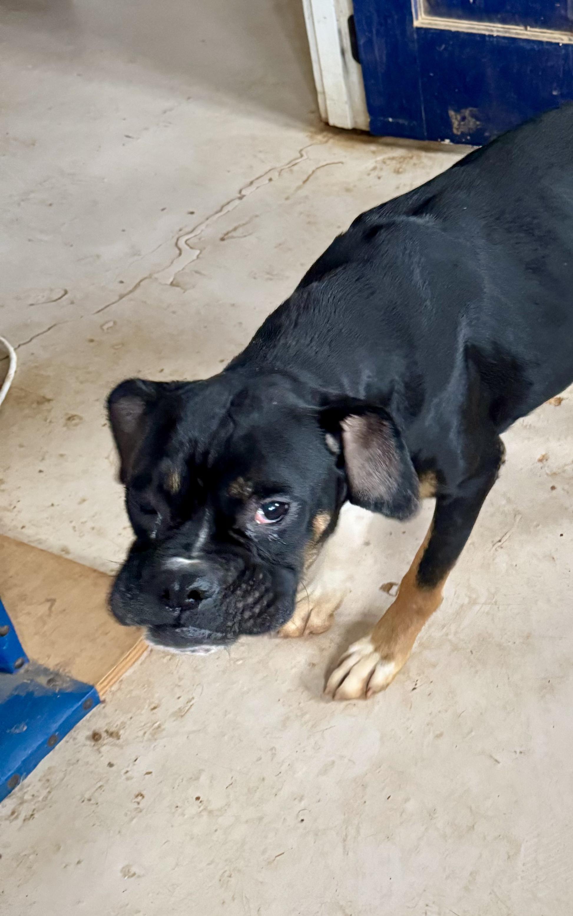 Enlarge Prince, a Adoptable mixed breed in Jacksonville, AL image 5/6