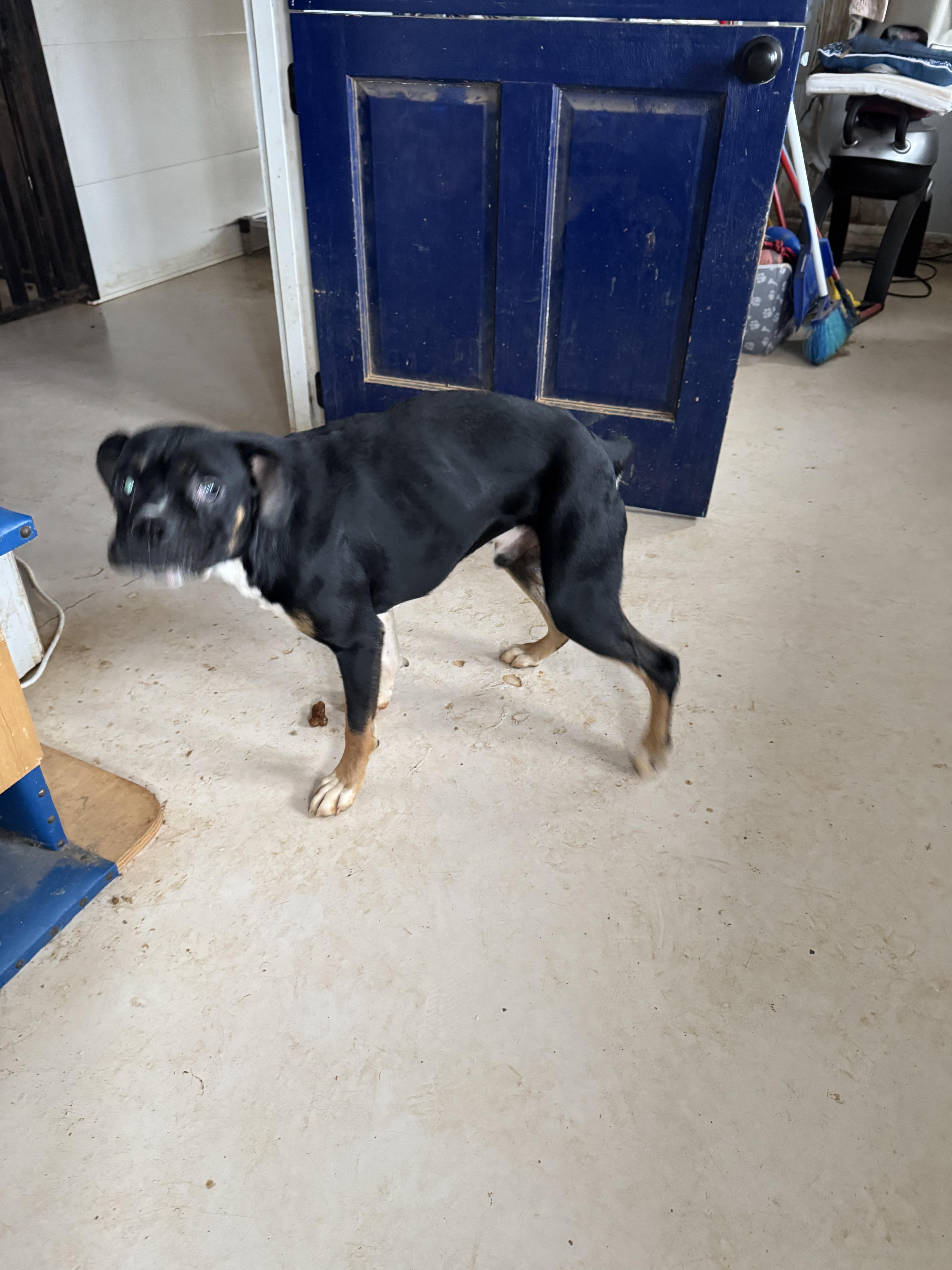 Enlarge Prince, a Adoptable mixed breed in Jacksonville, AL image 6/6