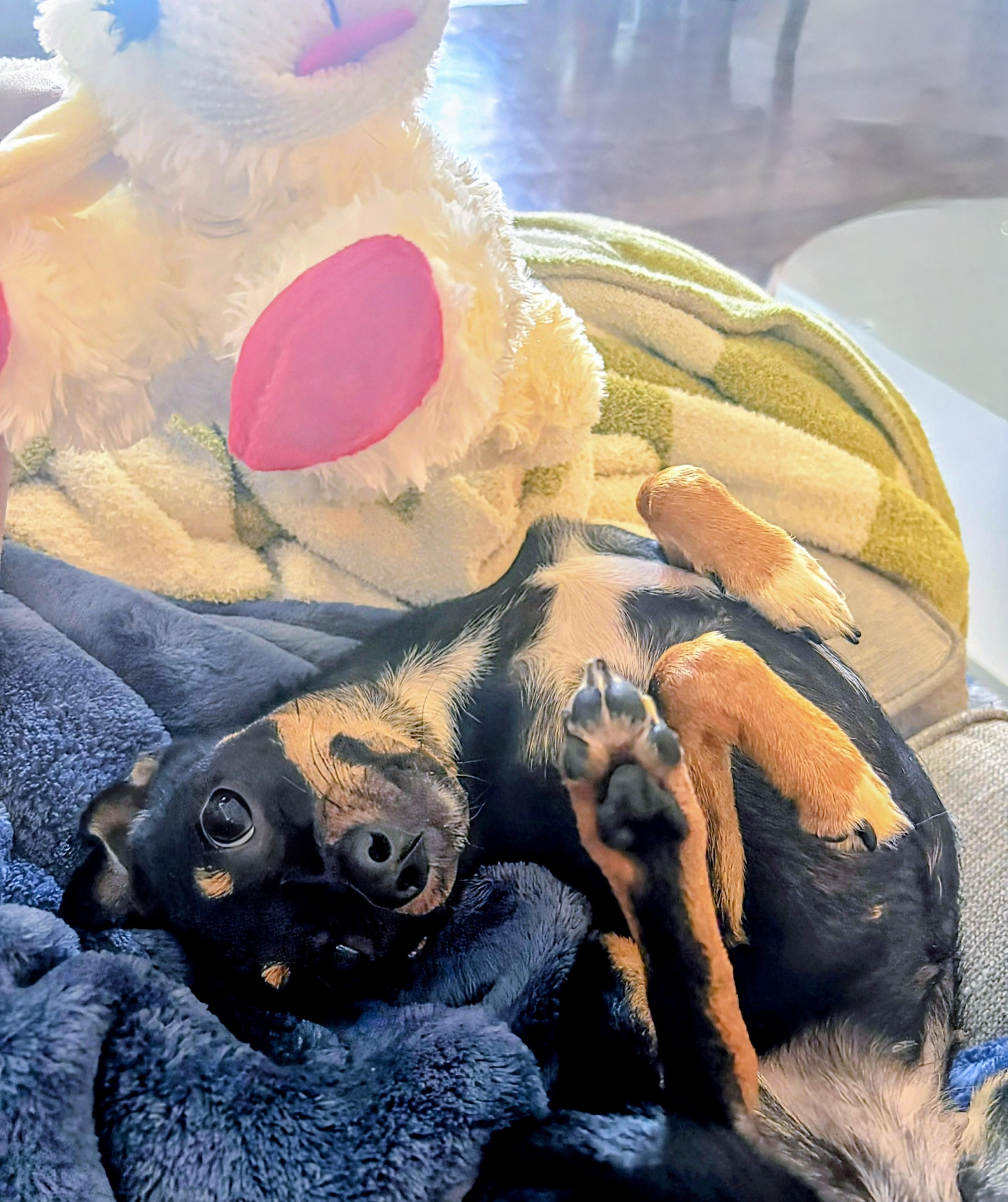 Enlarge Marilyn Monroe, a Adopted mixed breed in San Antonio, TX image 3/6