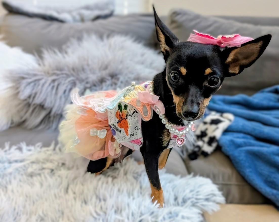 Marilyn Monroe, Adopted, Puppy Female Chihuahua & Terrier.